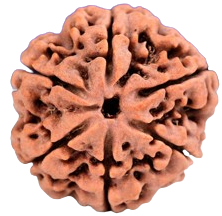 6 Mukhi Nepali Rudraksha