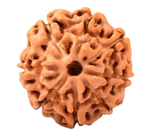 8Mukhi Indonesian Rudraksha