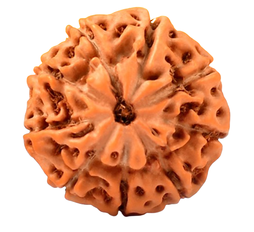 9 Mukhi Indonesian Rudraksha