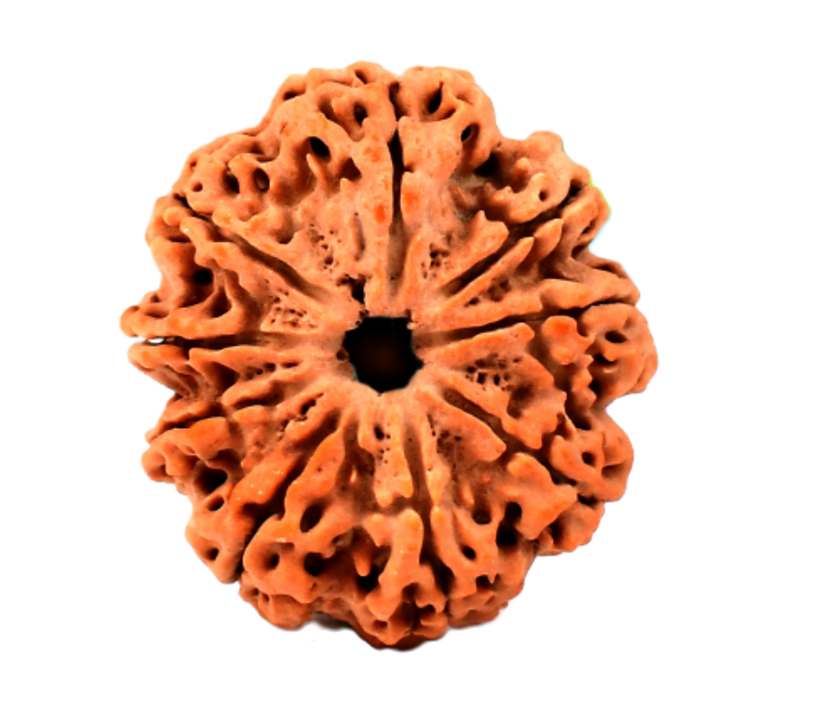 9 Mukhi Nepali Rudraksha