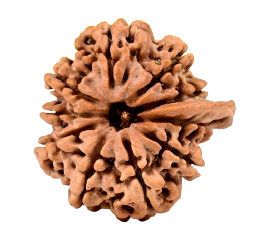 Ganesh Nepali Rudraksha