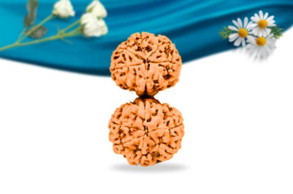 Gauri shankar indonesian rudraksha regular grade rlriggri back