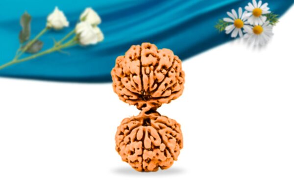 Gauri shankar indonesian rudraksha regular grade rlriggri front