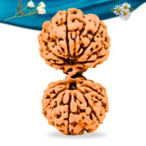 Gauri Shankar Indonesian Rudraksha Regular Grade RLRIGGRI Thumbnail