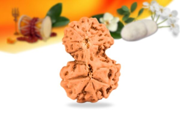 Gauri shankar indonesian rudraksha small grade rlsiggri back