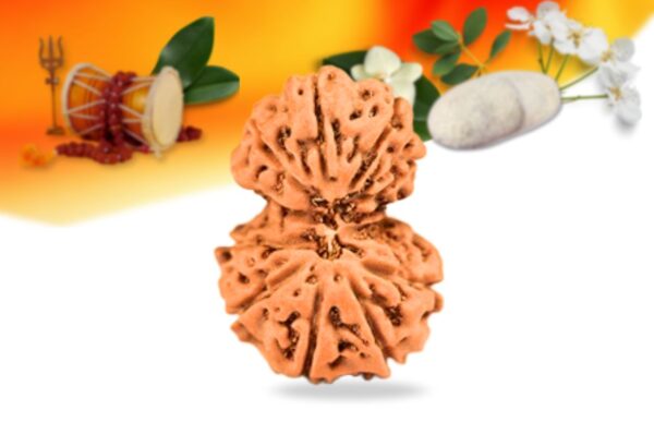 Gauri shankar indonesian rudraksha smallgrade rlsiggri front