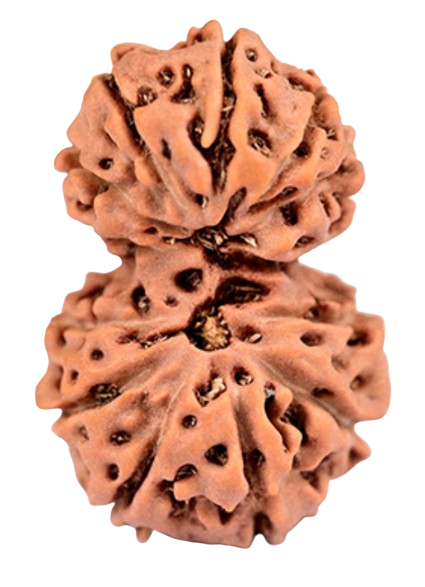 Gauri Shankar Indonesian Rudraksha