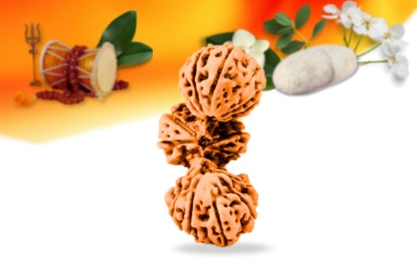 Trijuti Indonesian Rudraksha Small Grade RLRITSI Front