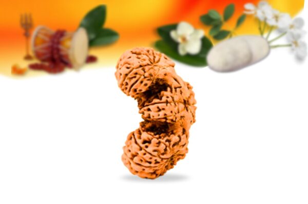 Trijuti Indonesian Rudraksha Small Grade RLRITSI Side