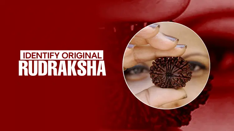 Identify Original Rudraksha