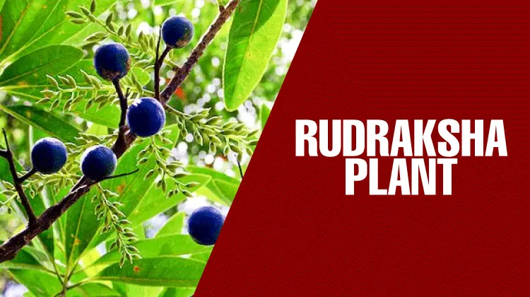 Rudraksha Plant