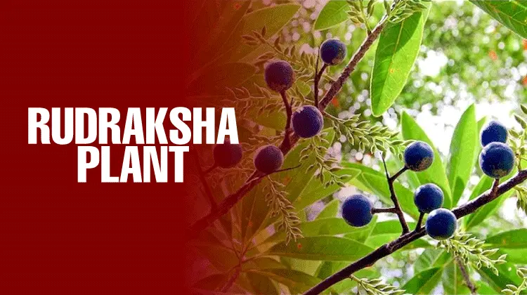 Rudraksha Tree