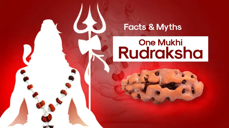 facts and myths of one mukhi rudraksha