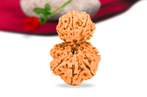 Garb gauri rudraksha indonesian collector grade rlriggci front