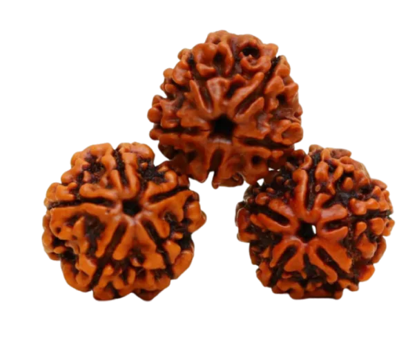 Close view of sacred rudraksha beads