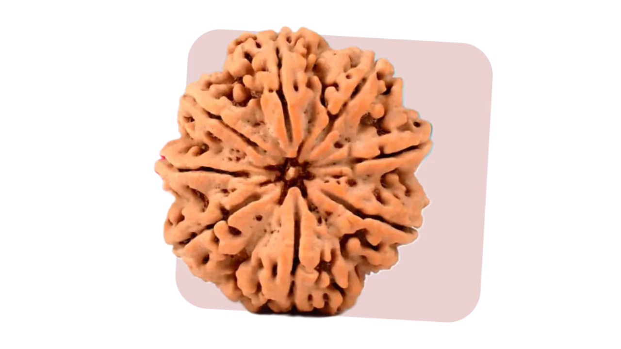 8 Mukhi Rudraksha removes obstacles and brings success in life