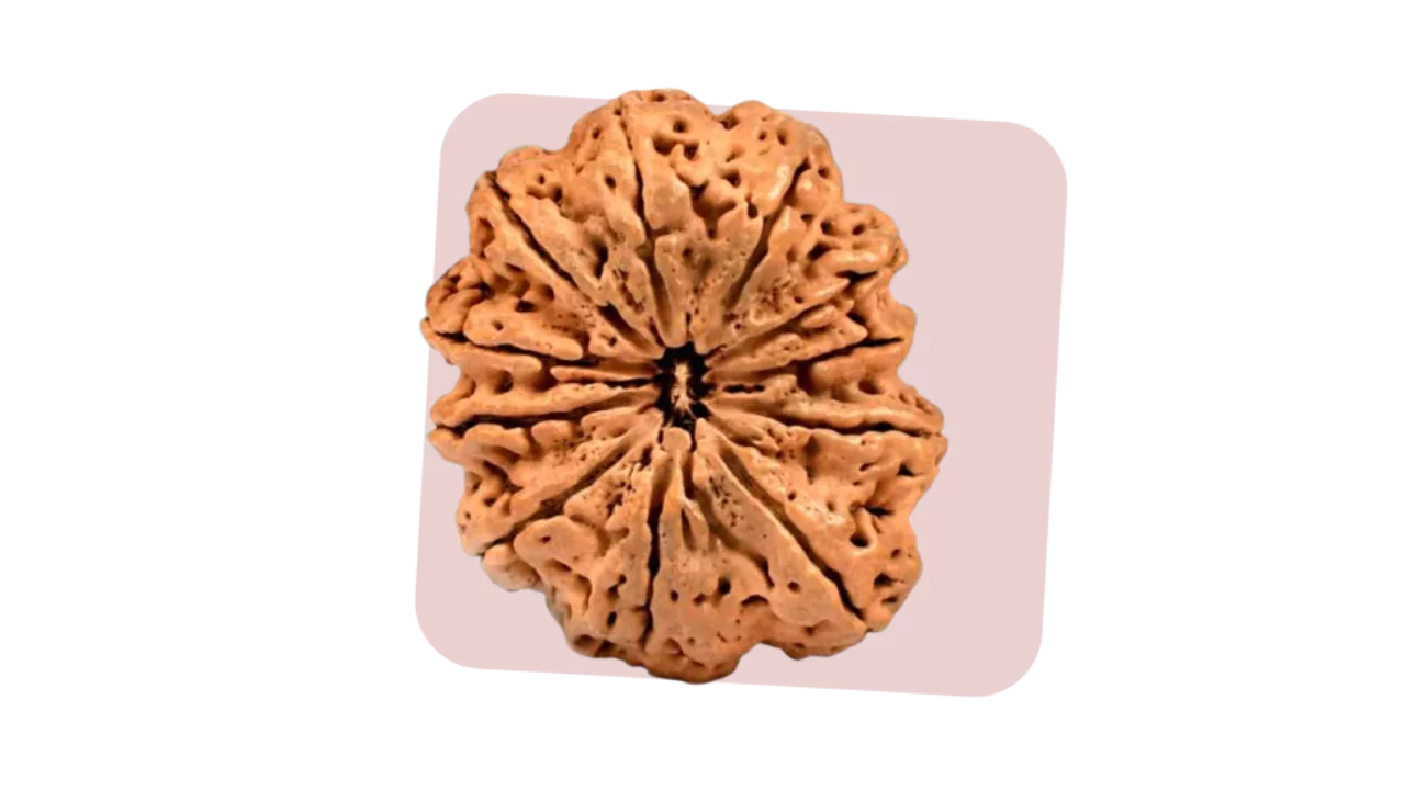 11 Mukhi Rudraksha represents courage, success and devotion