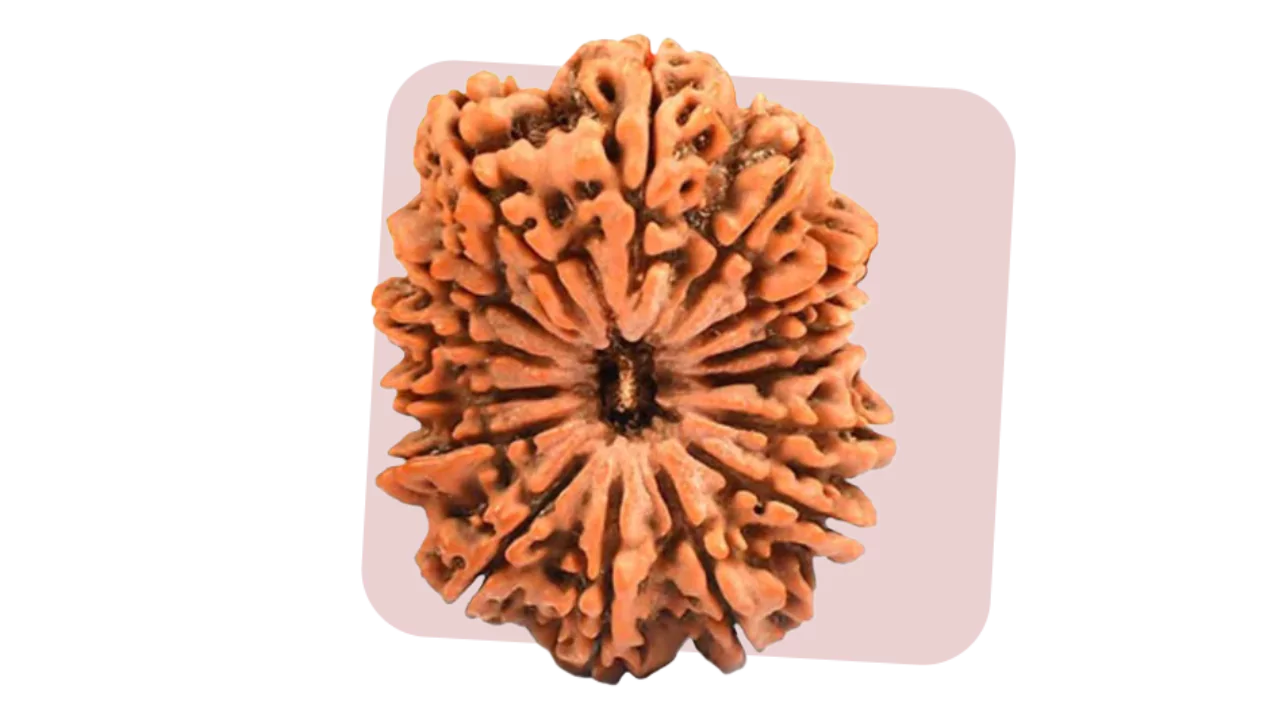 15 Mukhi Rudraksha channelise love and compassion for animals