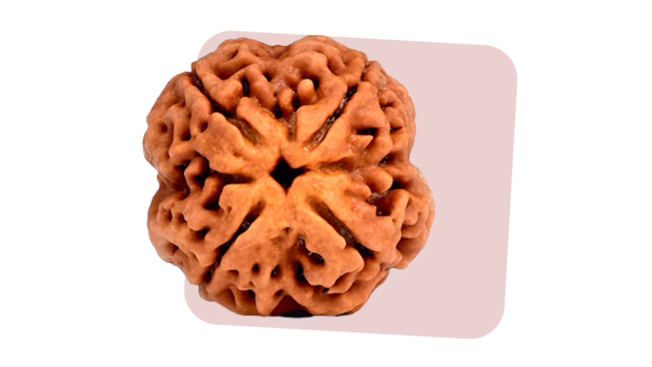 4 Mukhi Rudraksha symbolizes knowledge and communication skills