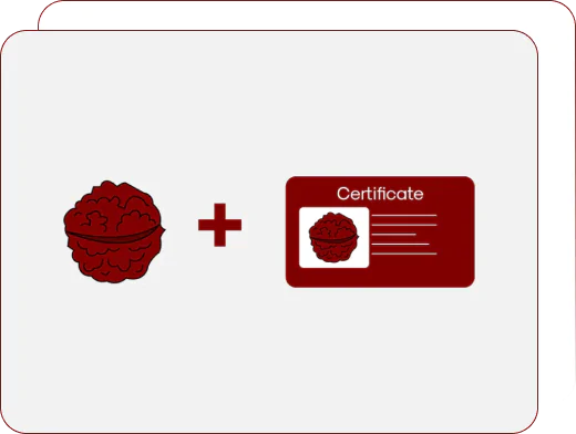 Authentic rudraksha lab certificate provided by Rudraksha Lovers