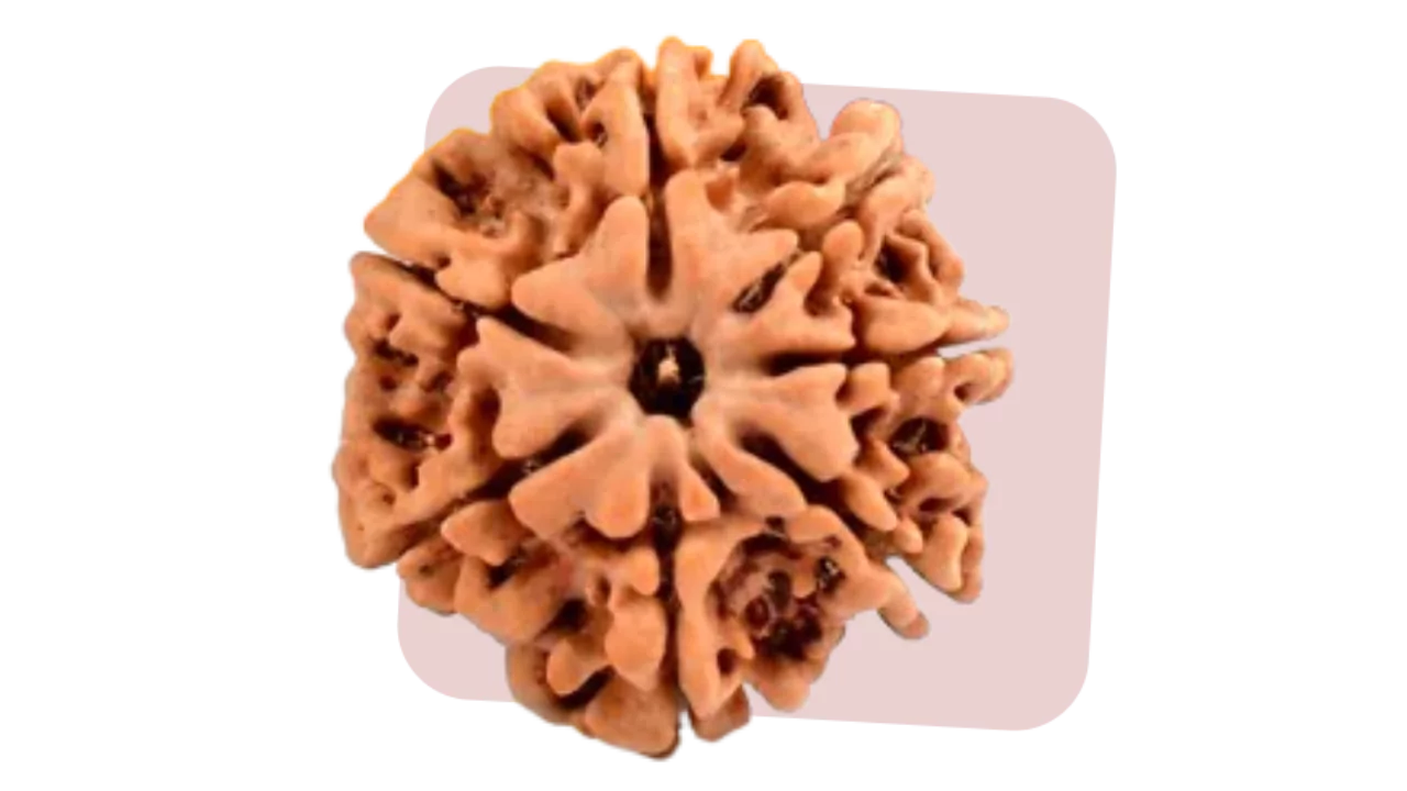 7 Mukhi Rudraksha represents wealth and prosperity