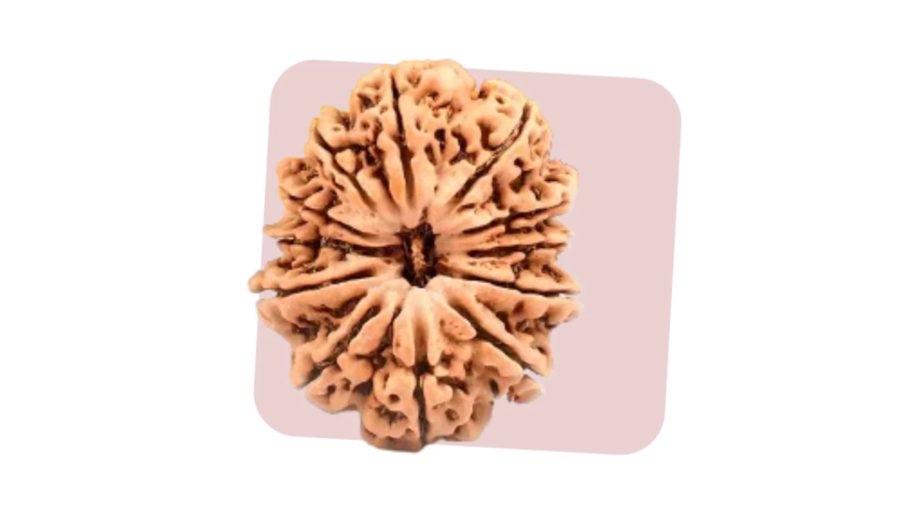 12 Mukhi Rudraksha builds leadership qualities and strong connections