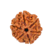 Rudraksha specifications and certification