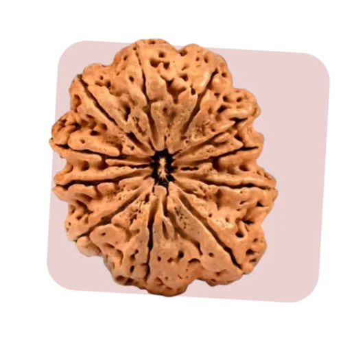11 mukhi rudraksha represents courage, success and devotion