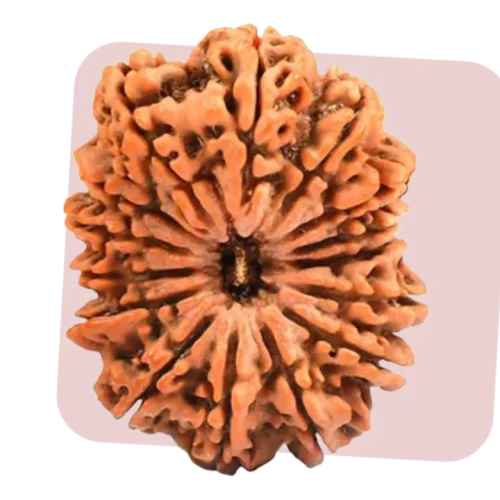 15 mukhi rudraksha channelise love and compassion for animals