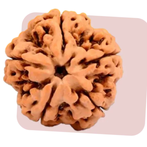 5 mukhi rudraksha possess peace, positivity and healing properties