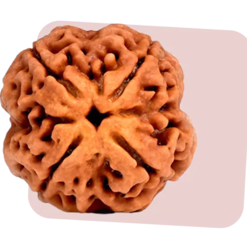 4 mukhi rudraksha symbolizes knowledge and communication skills