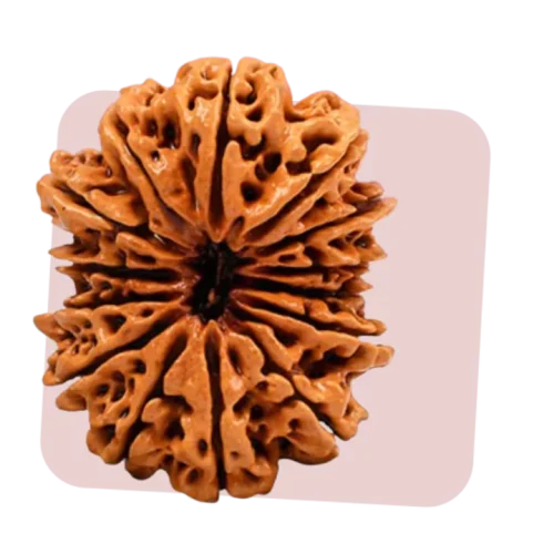 14 mukhi rudraksha symbolizes spiritual mastery and divine connection