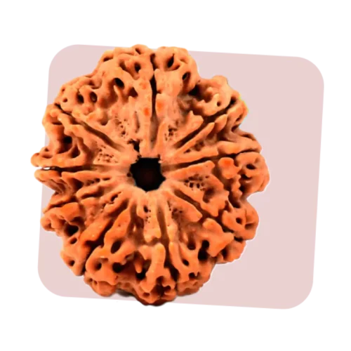 9 mukhi rudraksha represents goddess durga and gives therapeutic benefits
