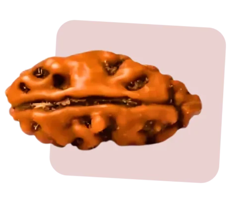 1 mukhi rudraksha is directly associated with the lord shiva