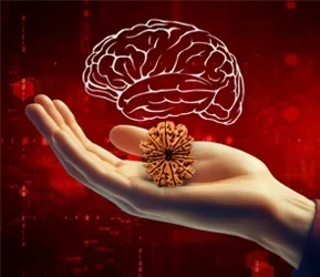 science-behind-rudraksha.webp