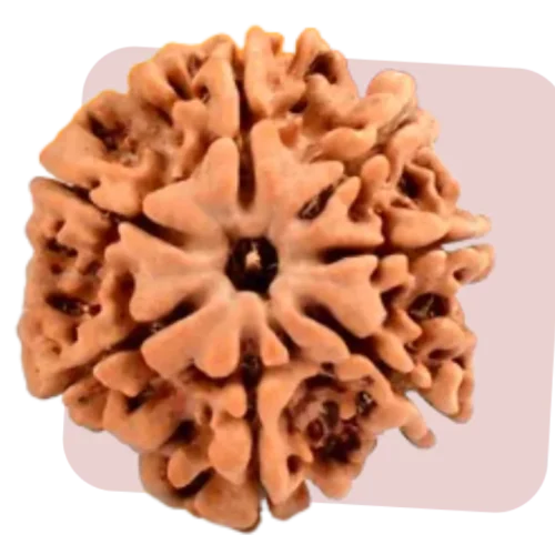 7 mukhi rudraksha represents wealth and prosperity