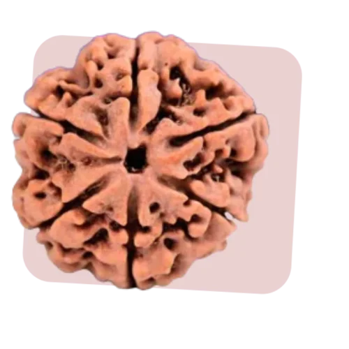 6 mukhi rudraksha signifies the spiritual and love significance