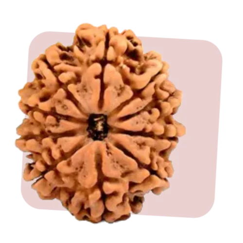 10 mukhi rudraksha shields from positive energy and removes negativity