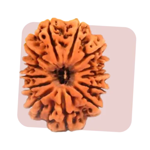 13 mukhi rudraksha represents attraction, desire and charm