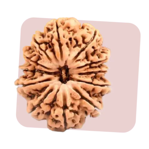12 mukhi rudraksha builds leadership qualities and strong connections
