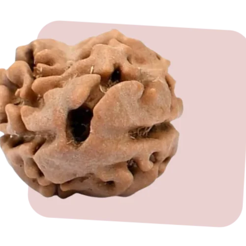 2 mukhi rudraksha symbolizes unity, balance and oneness